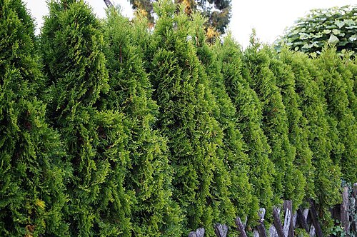 Paillis forestier hydraulique Hydraulique · protection