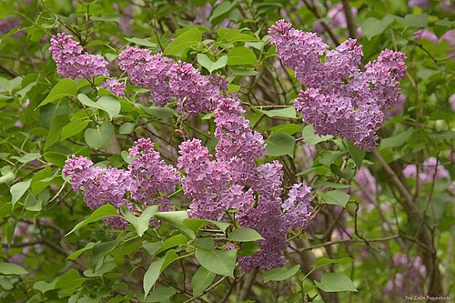 Mélange indigène / pollinisateurs ≈ 35 g/m²